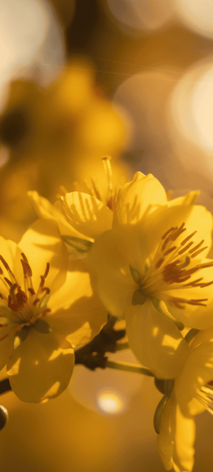 Hình nền hoa mai vàng chụp cận cảnh nghệ thuật