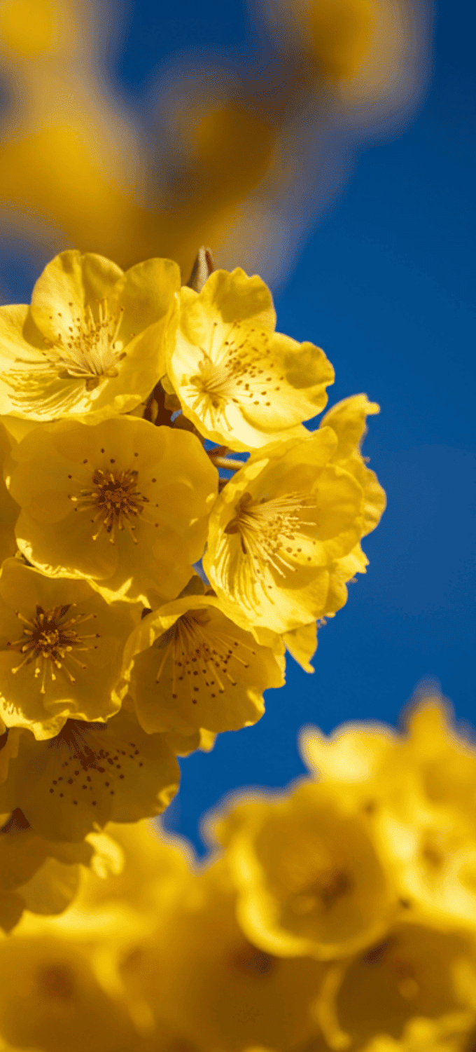 Hình nền hoa mai vàng chụp cận cảnh nghệ thuật