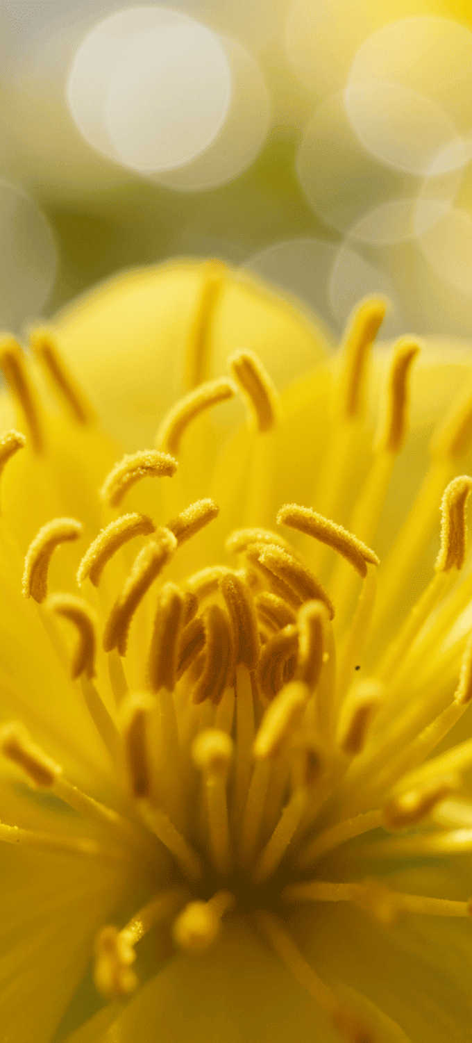 Hình nền hoa mai vàng chụp cận cảnh nghệ thuật