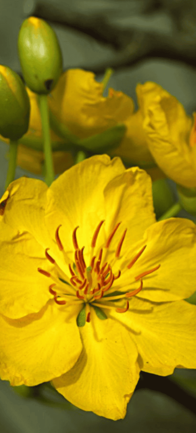 Hình nền hoa mai vàng chụp cận cảnh nghệ thuật