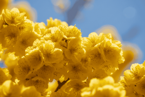 Top 50+ hình nền hoa mai Tết 4K đẹp ngất ngây để thay áo mới