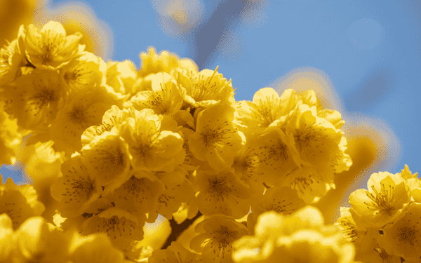 Top 50+ hình nền hoa mai Tết 4K đẹp ngất ngây để thay áo mới