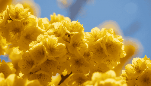 Top 50+ hình nền hoa mai Tết 4K đẹp ngất ngây để thay áo mới