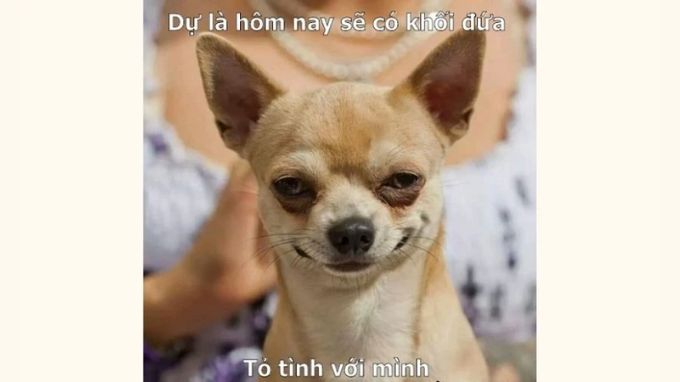 meme 1/4 độc đáo