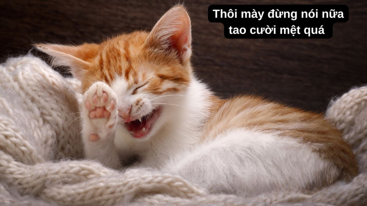 40 nh Meme Vui Nh n V H i H c Nh t 2024 40 nh Meme Vui Nh n V H i H c Nh t 2024