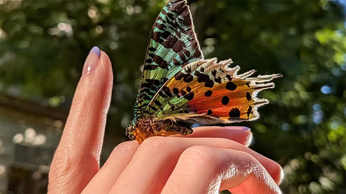 Chụp ảnh cận cảnh sắc nét mà không cần ống kính macro