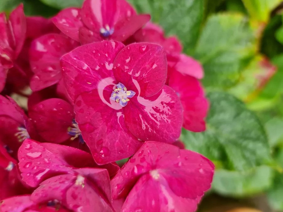 anh-chup-do-phan-giai-tieu-chuan-didongmy