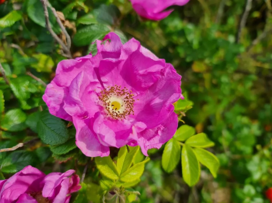 Hình ảnh chụp từ camera chính Galaxy Note 20 Ultra