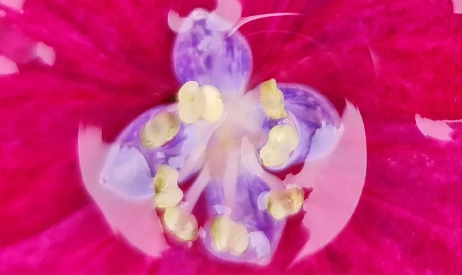 Hình ảnh chụp chế độ 108MP, crop 100%