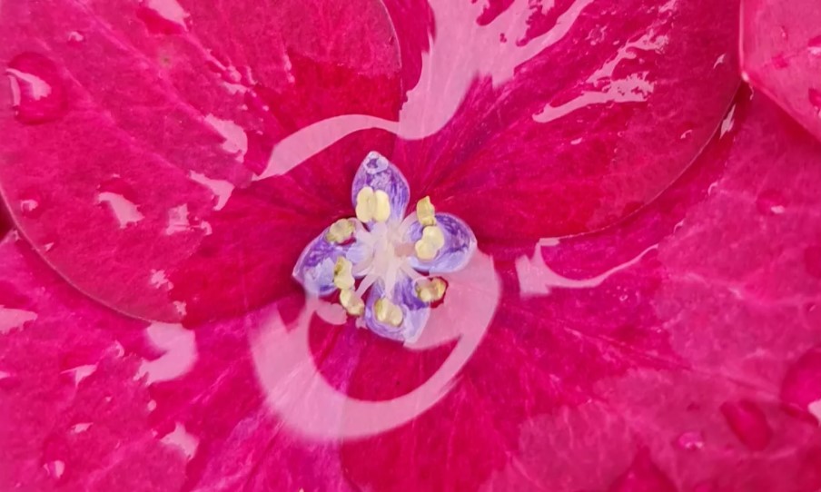 Hình ảnh chụp ở độ phân giải tiêu chuẩn, crop 100%